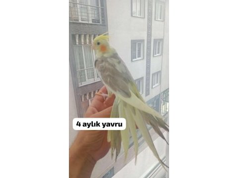 Sultan papağanı yavrularımız