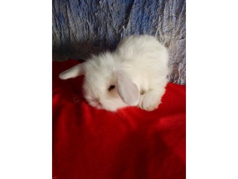 Teddy lop tavşan yavrular mavi göz