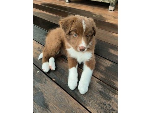 Safkan border collie yavrular