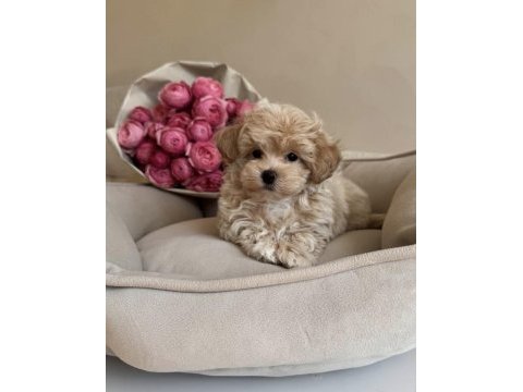 Pofuduk maltipoo bebeğimiz