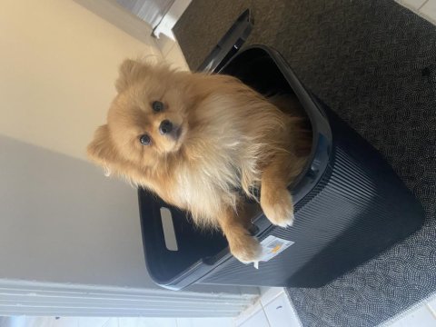 Köpeğimiz yoda yeni yuvasını arıyor