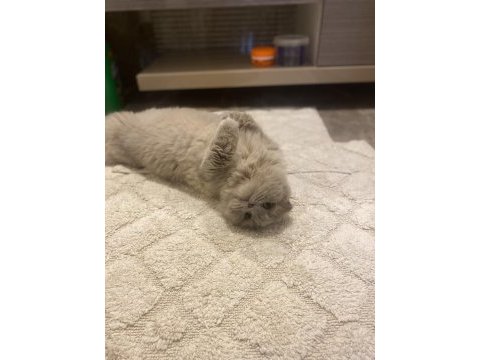 Ücretsiz kedimiz scottish fold
