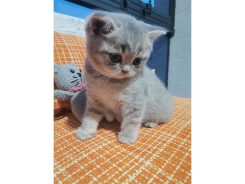British shorthair dişi yavru