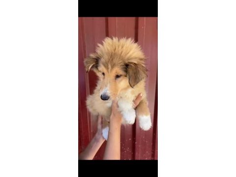 Köpeğimiz