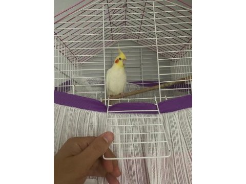 Lutino sultan papağanı yavru