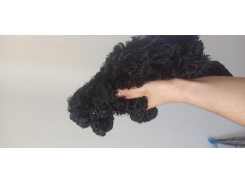 Poodle (black poodle)