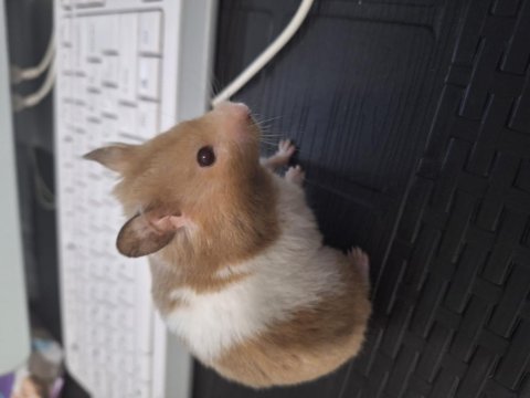 Eğitimli hamster pamuk