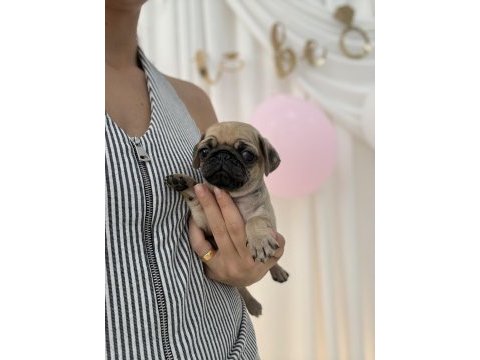 Pug prensesler
