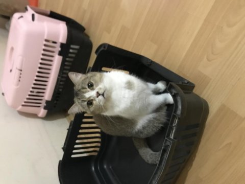 Ücretsiz sahiplendirme british shorthair kedisi