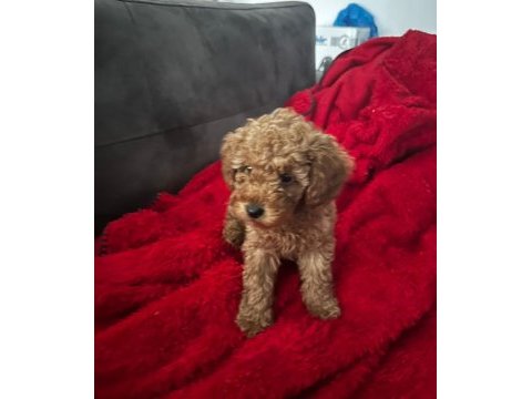 Eşsiz toy poodle dişi çikolata