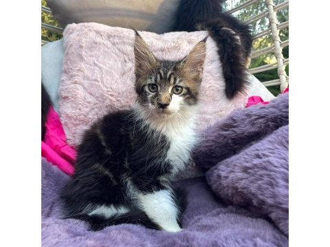 3 aylık orman rengi maine coon erkek