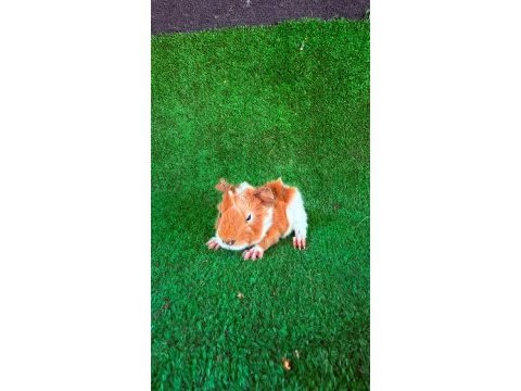 Sevimli guinea pigler için ulaşın