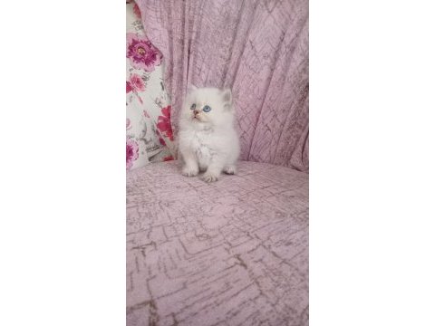 British longhair golden point erkek