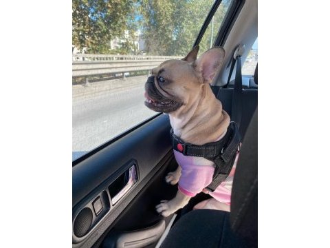 French bulldog köpeğimiz