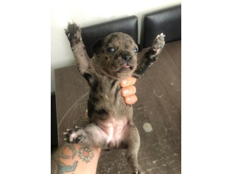 Black ve black merle french bulldog yavrularımız