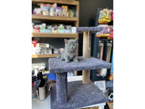 Ayı suratlı a kalite british shorthair