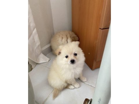 Pomeranian bebek 2 aylık