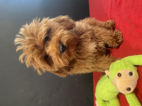 Mükemmel kalite maltıpoo yavrularım