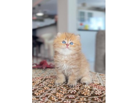 British longhair golden erkek