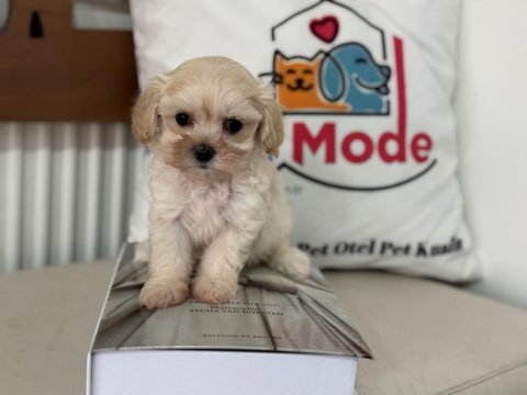 Show kalite tea cup kore maltipoo lar ziyarete açık