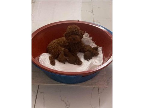 Mükemmel red brown toy poodle yavrular