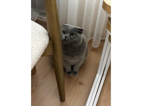 Scottish fold kızımızı ücretsiz sahiplendiriyoruz