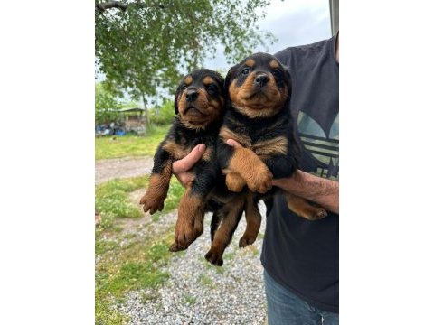 Macar kafa rottweiler