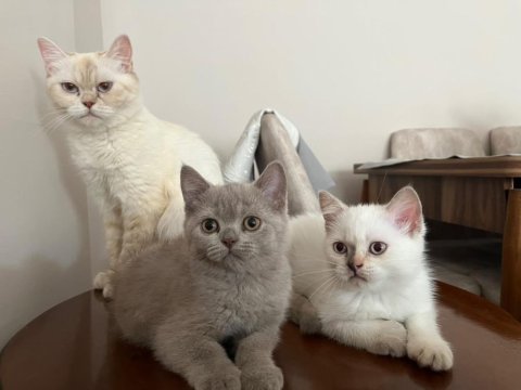 British shorthair yavrular