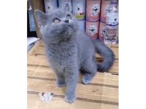 British shorthair yavrularımız ırk ve sağlık garantili