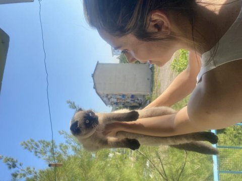 Mavi gözlü çikolata renk scottish fold yavrumuz