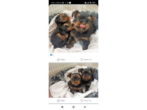 Terrier yorkshire