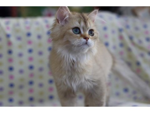 British longhair erkek kediler