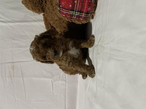 Irk ve sağlık garantili toy poodle bebekler