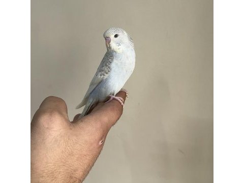 Bebek muhabbet kuşlar yeni yeme düşmüş