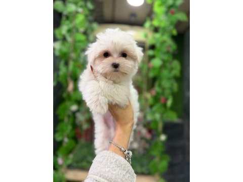 Yavru maltese