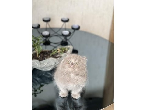 Irkının en iyisi british longhair yavrum