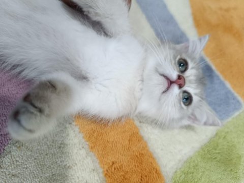 Golden british shorthair ay25