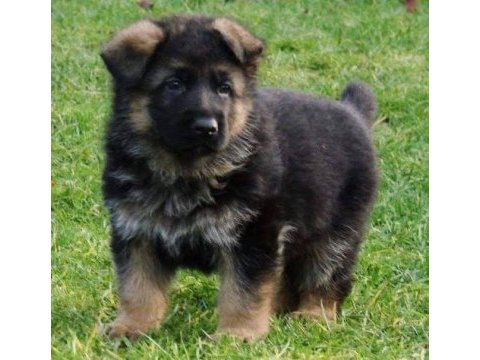 Irk ve sağlık garantili alman çoban köpeği yavruları