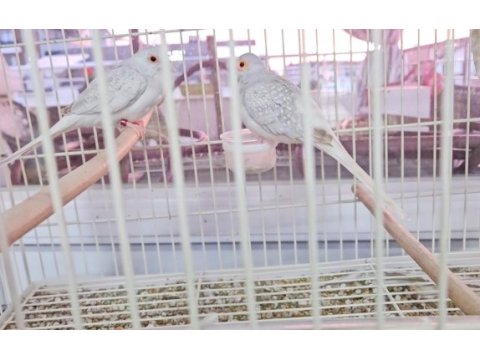 Minyatür kumru (diamon dove)