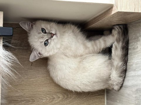 British shorthair erkek