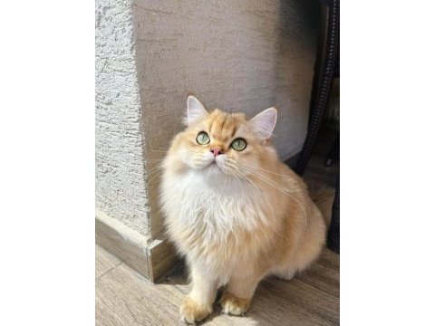 Safkan erkek yavru kedimiz yeni yuvasını arıyor