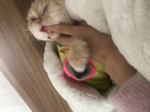 Çok uysal bir chinchilla kedisi