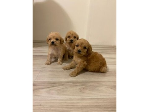 Irk ve sağlık garanti orjinal maltipoo bebeğimiz