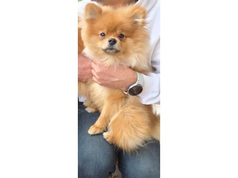 5 aylık erkek çipli pomeranian