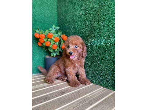 Toy poodle bebekler referans yavrular