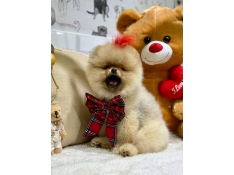 Ayı surat pomeranian yavrularımız