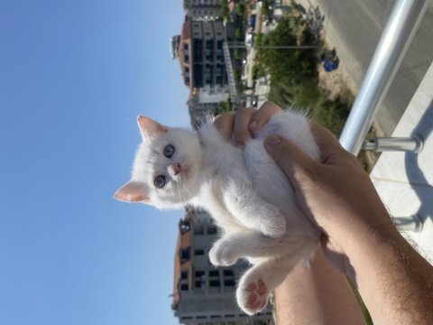 3 nesildir bende olan ailenin göz bebekleri