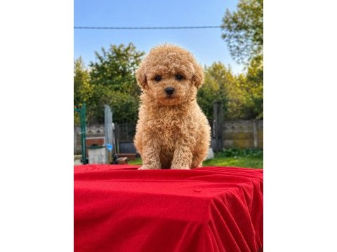 Üst kalite maltipoo yavrularımız 