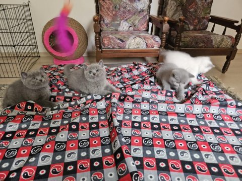 Safkan british shorthair yavrular sahiplendirilecektir
