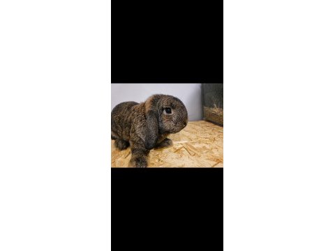 Mini lop tavşanı erkek